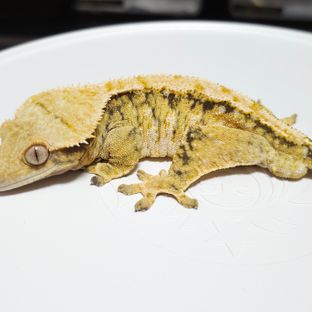 지지