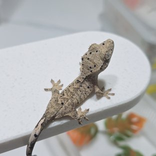 슈퍼달마시안