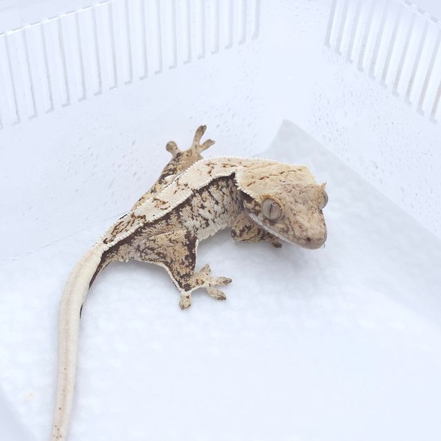 트라이