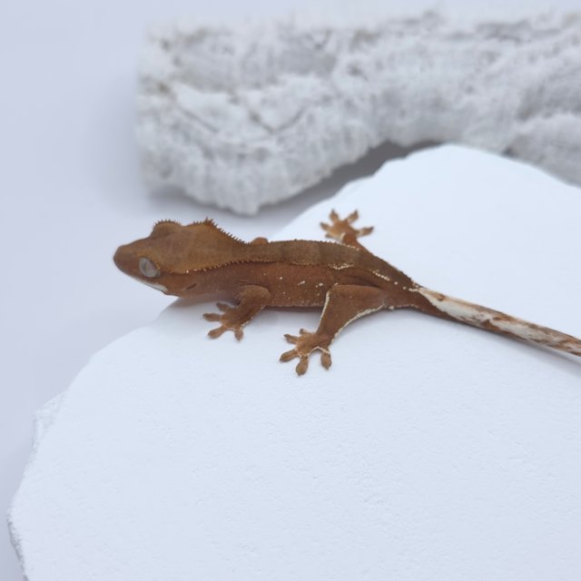 레드 화이트포트홀