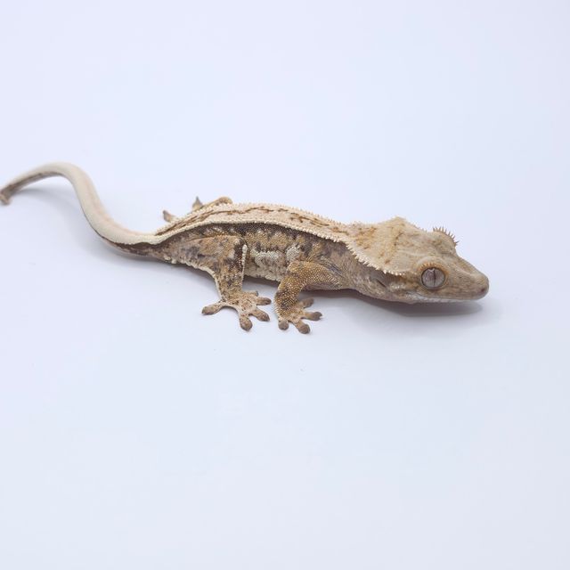 트라이 드리피