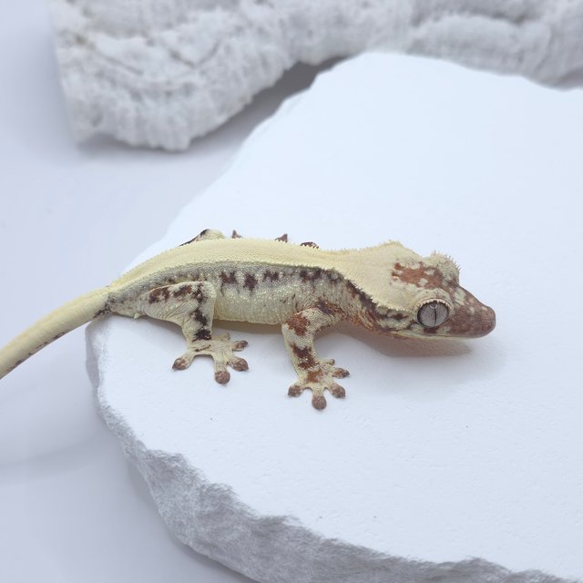 솔리드백 릴리 세이블