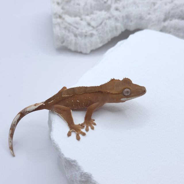 레드 화이트포트홀