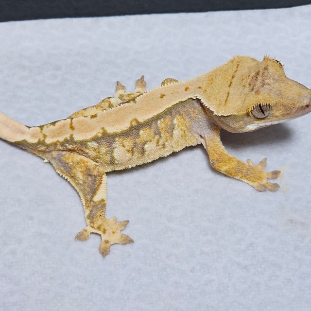 트라이