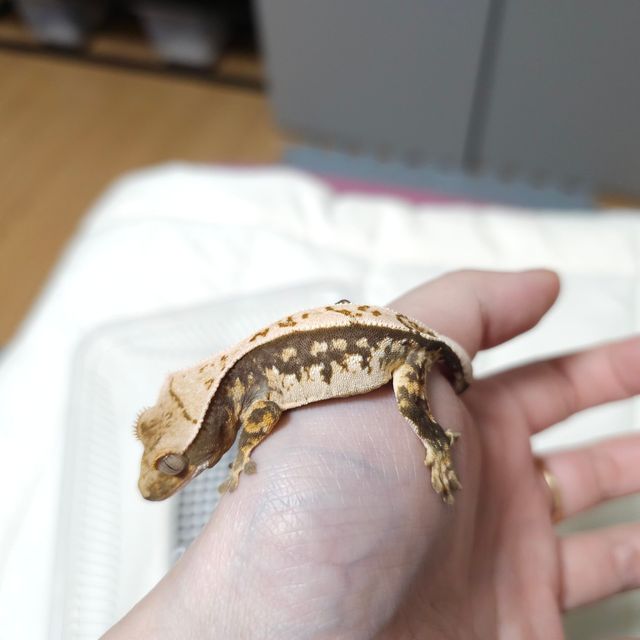 트라이