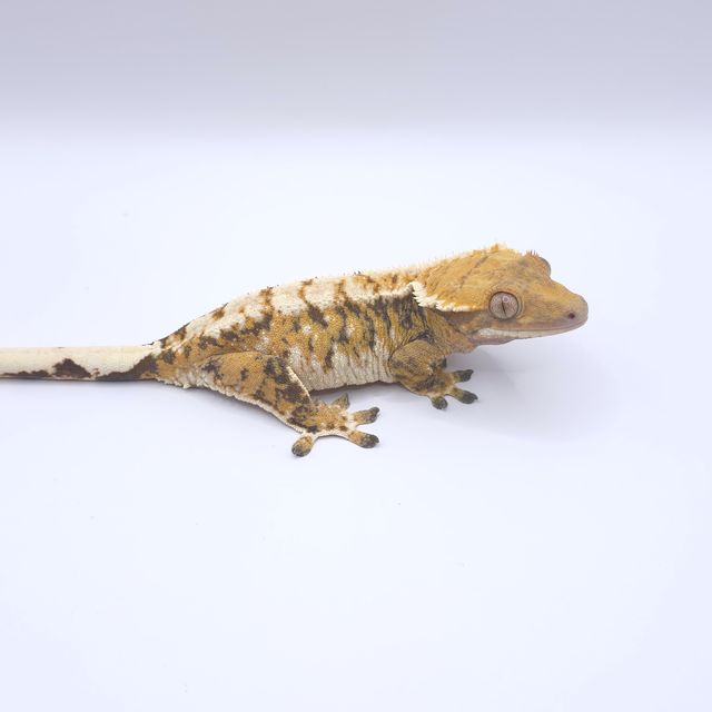 트라이