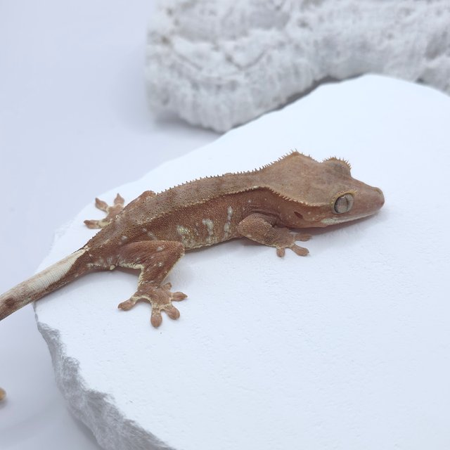 레드 화이트포트홀