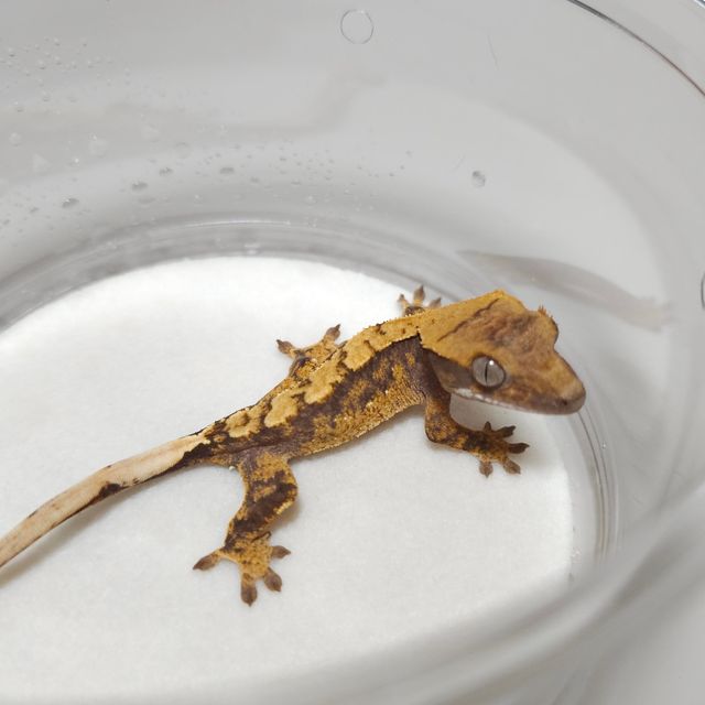트라이