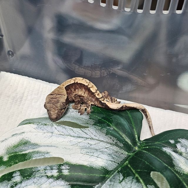 트라이