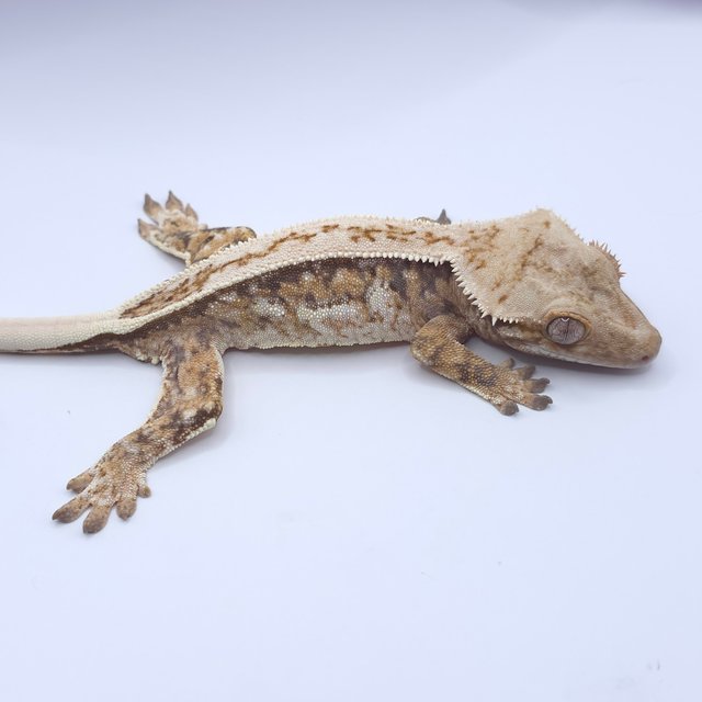 드리피 트라이 풀핀