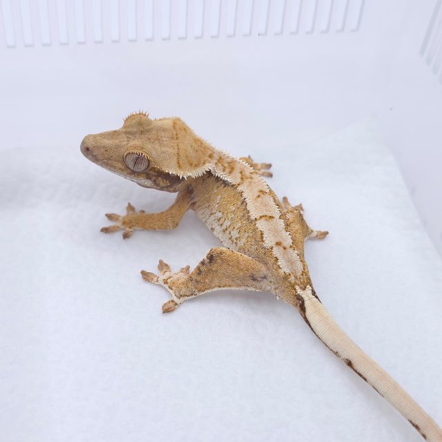 트라이