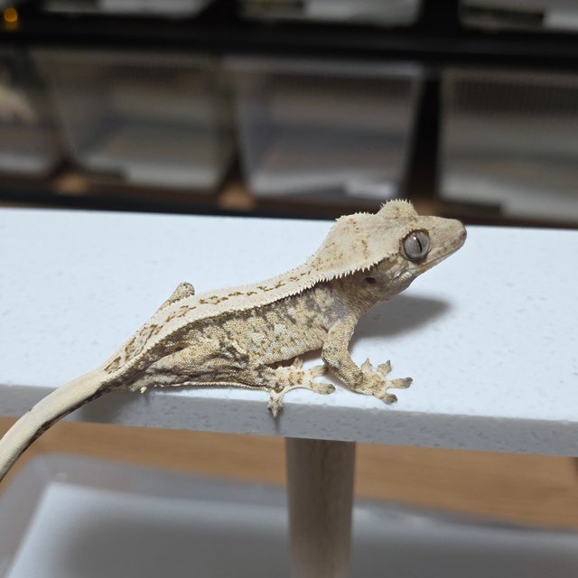 노멀 드리피 쿼드 트라이