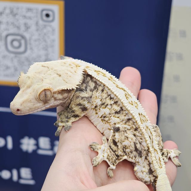 노멀 트라이 드리피