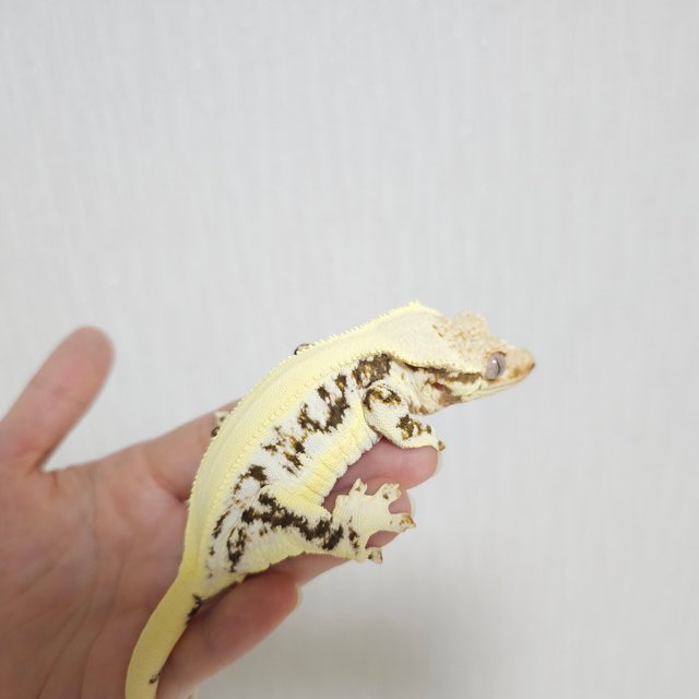 솔리드백 릴리화이트