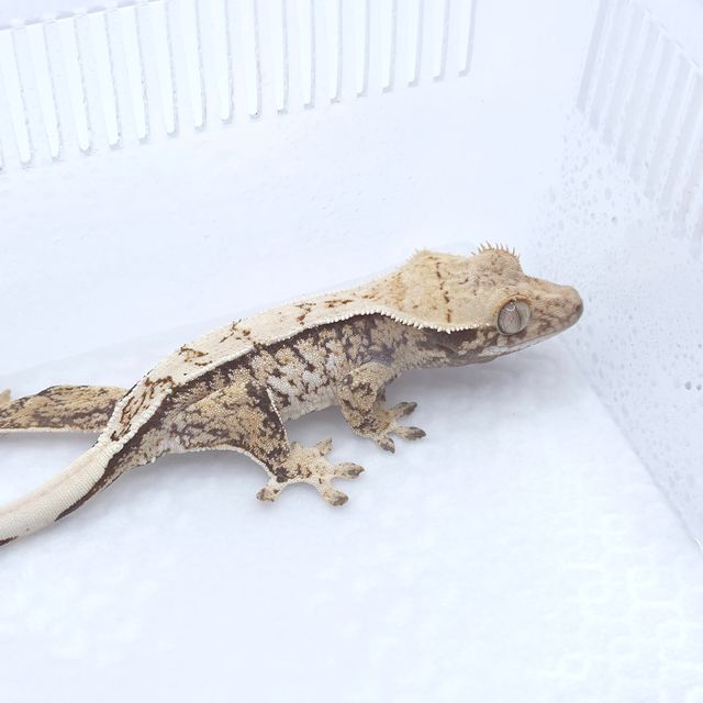 트라이