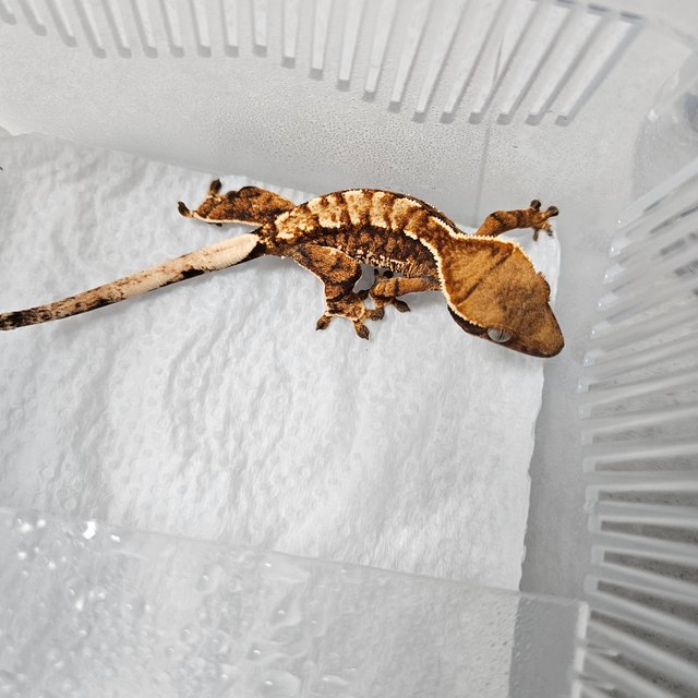 텐저린 트라이 익스트림할리퀸