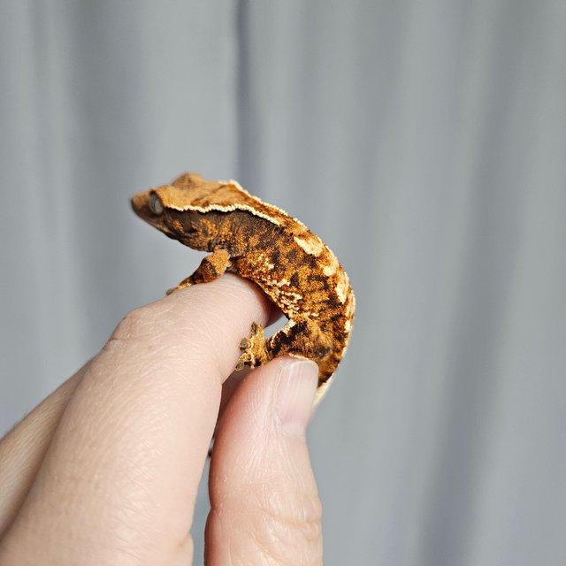 텐저린 트라이 익스트림할리퀸