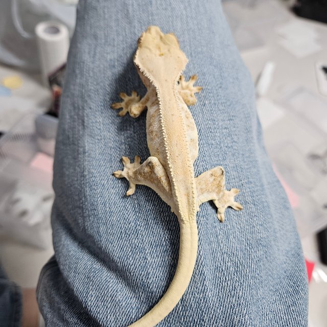 트라이 익스트림할리퀸 릴리화이트