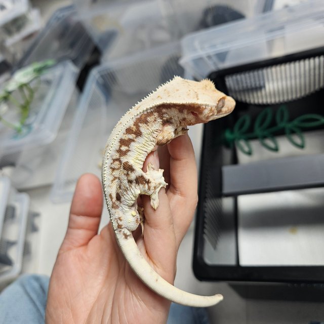 레드 릴리화이트