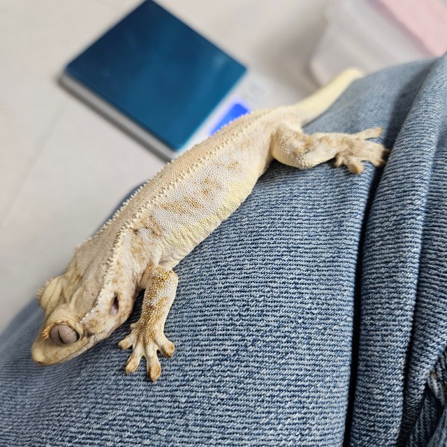 트라이 익스트림할리퀸 릴리화이트