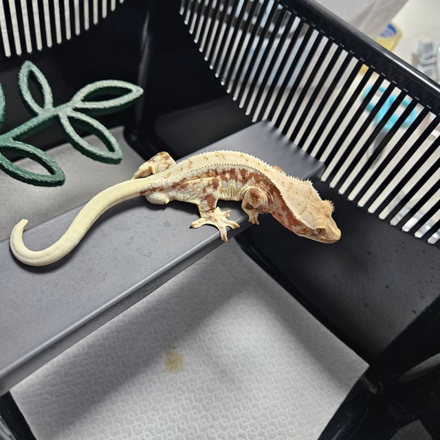 레드 릴리화이트