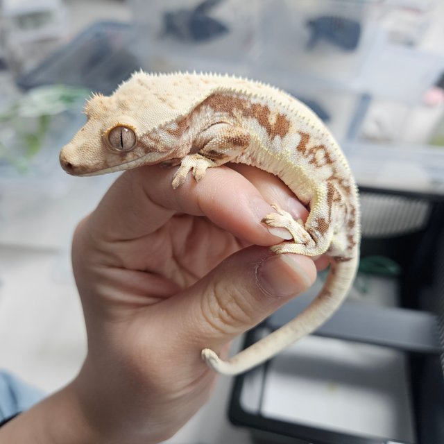 레드 릴리화이트