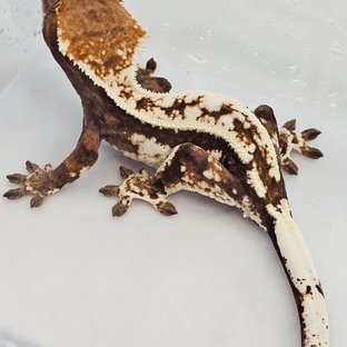 샤롱