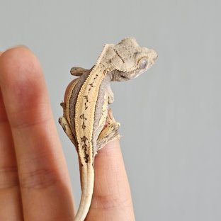 엘라