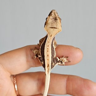 마리