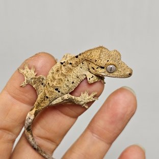 로니