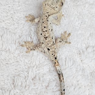 모모