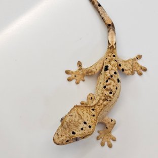 누아