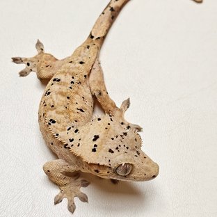 레인