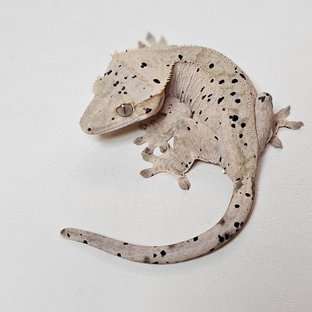콩심