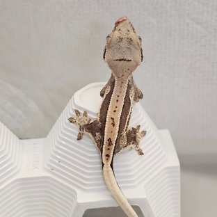 마요
