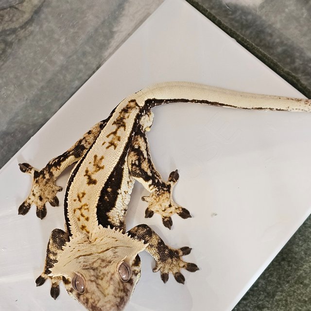 노멀 풀핀 쿼드