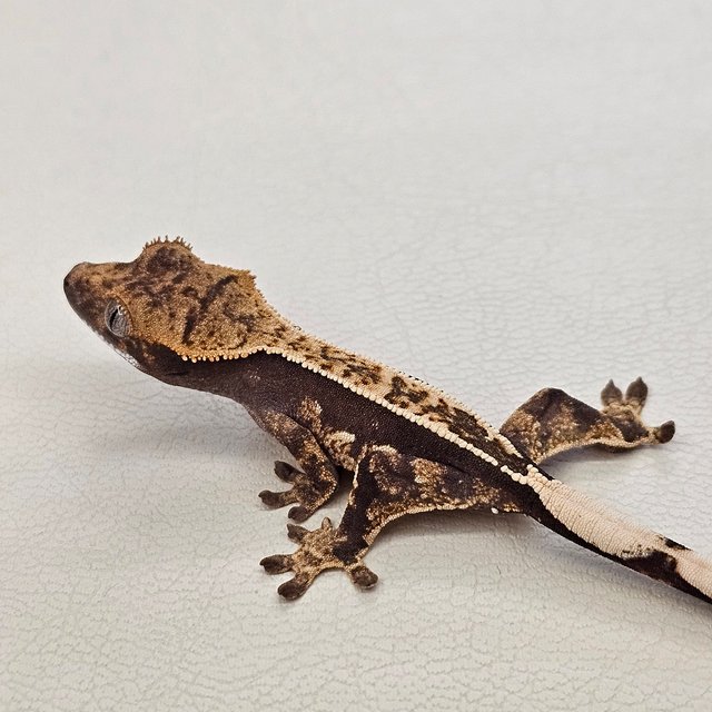 노멀 핀스트라이프