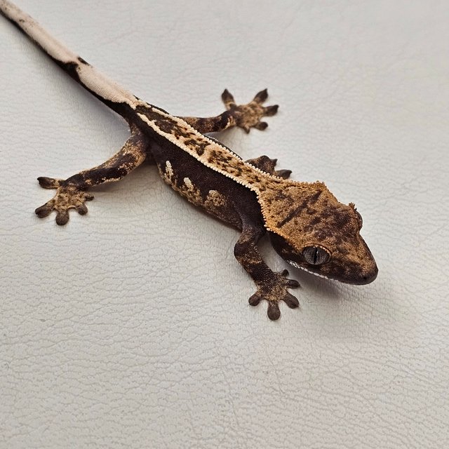 노멀 핀스트라이프