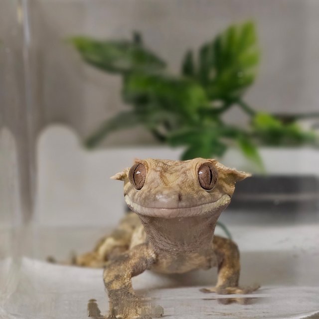 노멀 풀핀 쿼드