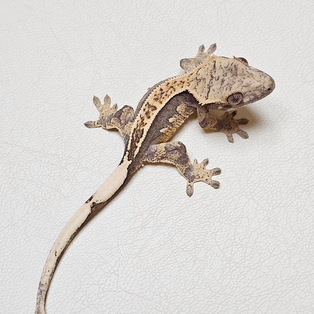 노멀 핀스트라이프