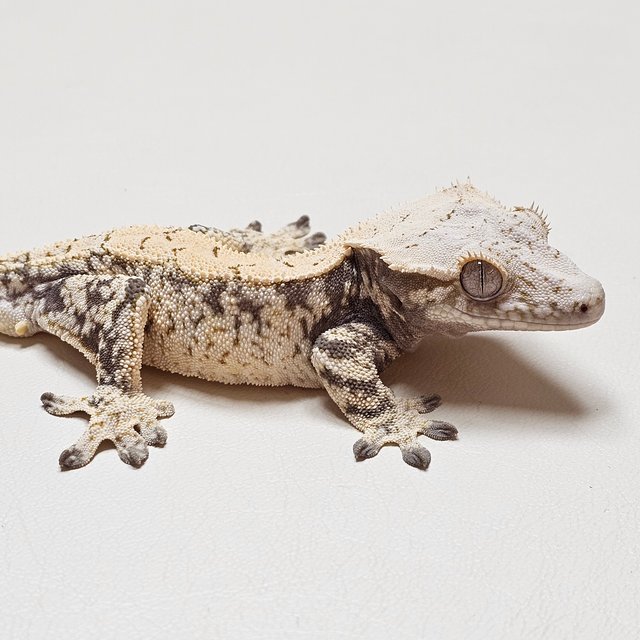 노멀 화이트스팟