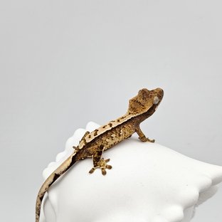 노멀 트라이 화이트 화이트스팟