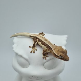 릴리화이트 드리피