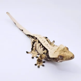 노멀 드리피 화이트스팟 트라이