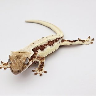 릴리화이트 드리피 레드