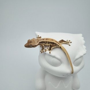 릴리화이트 쿼드 드리피 풀핀