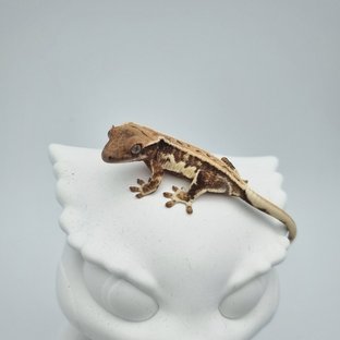 릴리화이트 풀핀 드리피