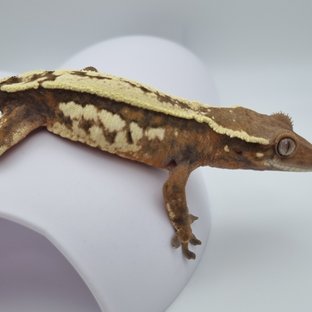 세이블