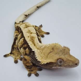 노멀 익스트림할리퀸 핀스트라이프 할리퀸 텐저린 트라이