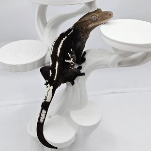 아잔틱 화이트스팟